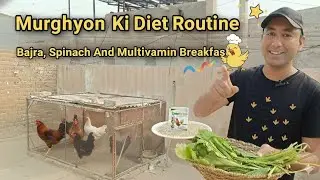 🐔 Murghiyon Ki Diet Routine | Bajra, Palak Aur Multivitamin Ka Nashta | Budhu Wala Mini Zoo