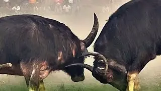 RAHAM SAH VS BABULAL NATH💥💢 #buffalofight #buffallo #mohjujassam #MOHJUJMORIGAON #mohjujassam