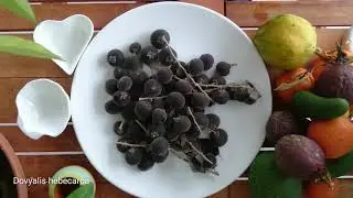 Ketembilla, Ceylon Gooseberry, Dovyalis hebecarpa, Tropikal Meyveler, kırmızı orman meyvesi, yabani