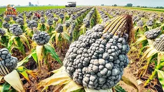 How Mexico Farmers Harvest Huitlacoche: Corn Smut Farming | Farming Documentary