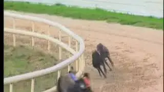 IGB - GoGreyhoundRacing.ie A4  29/07/2019 Race 9 - Youghal