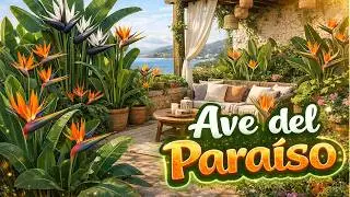 Bird of Paradise Flower at Home | 5 Types of Strelitzia and Their Care