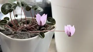КАКИЕ КОМНАТНЫЕ РАСТЕНИЯ ЦВЕТУТ СЕЙЧАС. 12.12.22