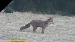 Que du Bonheur  !   renard roux   côtes d'Armor