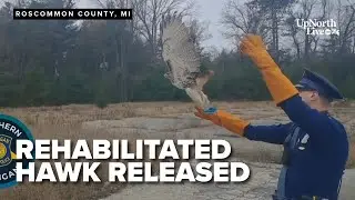 Michigan State troopers release rehabilitated hawk back into the wild