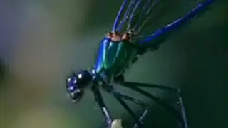 Damselfly: A Battle for Paternity | Battle of the Animal Sexes | BBC Studios