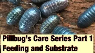 Pillbug (isopods) Care Series Part 1- Feeding and Substrate