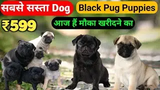 Cheapest Price Pug Puppies for Sale in Punjab | Pug dog for sale | Best Shop Near Jalandhar Punjab