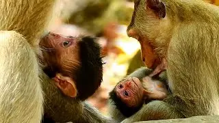 Real Action Monkeys Wildlife Billion Pitiful Poor Adorable Newborn, Newborn Baby is need Milk