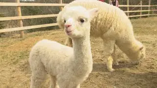 くりくりふわふわ～♡ドイツの森でアルパカの赤ちゃん誕生　岡山・赤磐市
