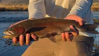 Upper Owens fishing ( This river never disappoints)