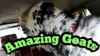 Amazing Goats ll Amazing Goats in village