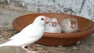 The birds had a good bath after eating