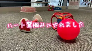 ペット候補に会いに行きました 2024/03/17
