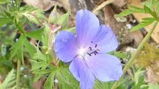 Woodland geranium - Geranium sylvaticum - Bl&aacute;gresi - Litunargras  - Sk&oacute;garplanta