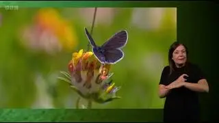 Chris Packham & Michaela Strachan discussing the lack of insects in 2023 | Springwatch 2023 (signed)