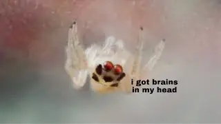 inside my spider&rsquo;s head 🧠🕷️ Visible Eye Muscle Movement 👀 Colonus Sylvanus