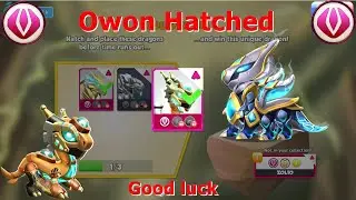 Hatched Owon Dragon-Dragon Mania Legends | Origin of Energy Solo Event | DML