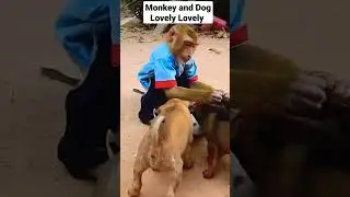 super monkey and lovely dog #short