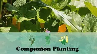 Companion Planting | Let&rsquo;s Grow Stuff