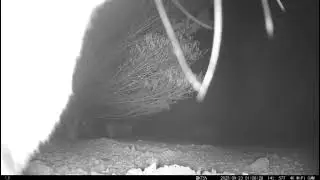 Bilby curious about the cameras in the Central Desert
