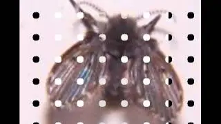 how to kill house flies