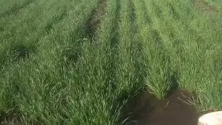 Wheat &dhaniys #farming #motivation #farmingtraditions #farmingtraditions #farm 