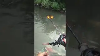 cukup dua kali lempar langsung Strike hampala kecil #mancing #tokopancing #fishing