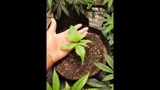 Gorilla Z Auto Flower from Fast Buds Days 1 - 22: How to Grow cannabis for beginners
