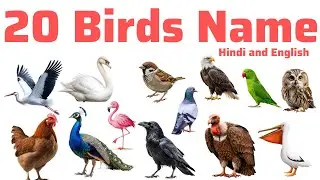 Bird Names- पंछियों के नाम|Hindi and English|Kids learning|Kids Knowledge Video|Pre-Kids Learning