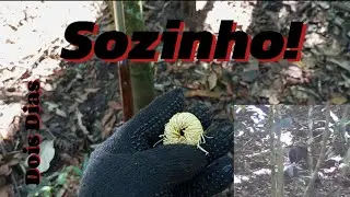 Dois dias caçando#Paca e #Catitu# Sozinho
