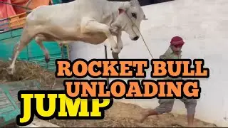 Khubsorat Gulabi Bachray || Mid range unloading