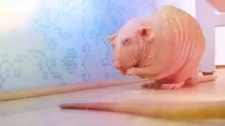 Hairless rat Olaf and his favorite cookie