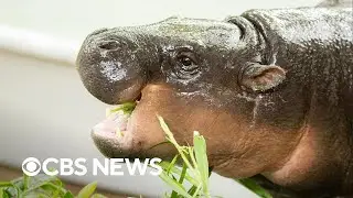 Moo Deng the hippo celebrates 1st birthday