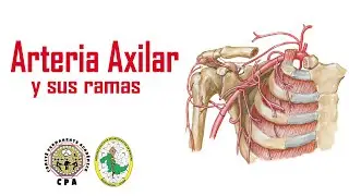 Arteria Axilar y sus Ramas // CPA - SOCIEMU