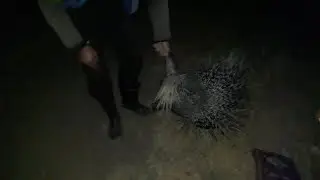 تم صيد النيص بطريقه سهلة جدا 😍😍