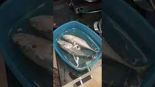 How to clean vangadai fish(வங்கடை மீன்)Hardtail Scad fish cleaning #fish #fishcleaning #shotoniphone