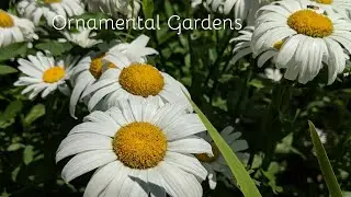 Ornamental Gardens | Ottawa