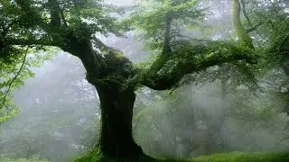 Beautiful Relaxing Music - Stop Overthinking, Stress Relief Music, Sleep Music, Calming Music # 167