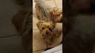 Dog Diet Food
