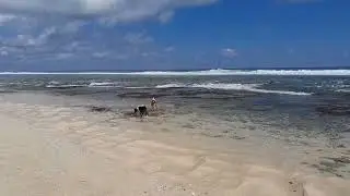 Bali dogs