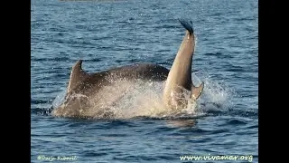 Vivamar: Plastic Pollution & Dolphins (by Jonas, Vivamar)