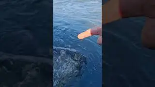 Leave this fish alone #fishing #snager #steelheadfishing  #trout  #americanriverfishing