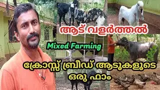 Goat Farming Malayalam|mixed Farming in kerala| ആട് വളർത്തൽ|goat farming in Kerala