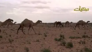 أبل فايز الحميدي الوهاب