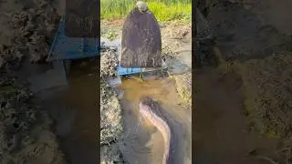 Amazing Village Fishing System  #fishtrap #shorts