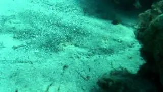 Schnorcheln Fuerteventura ,Costa Calma mit Engelhai