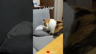 猫あるあるソング「モミモミシンセサイザー小室ってる」#もみもみ