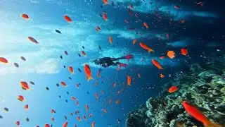 Trip to Cairns and Scuba Diving , Australia