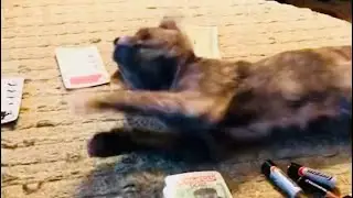 Funny cat videos | Funniest Kitten videos | Funny kitten clips #cat #kittencomedy #funnycats